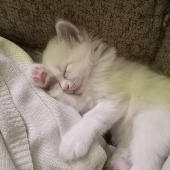 Meet your Posher, Suzanne - Picture 1 of 1